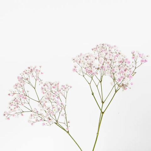 Tint Angel Pink Airbrushed Baby's Breath Flower Stem - Image