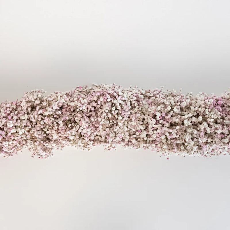 Tint Angel Pink Babys Breath Garland Stem - Image