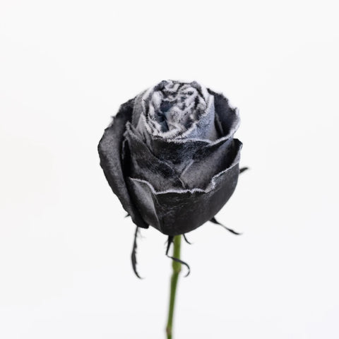 Tinted Black Fuzzy Roses Stem - Image