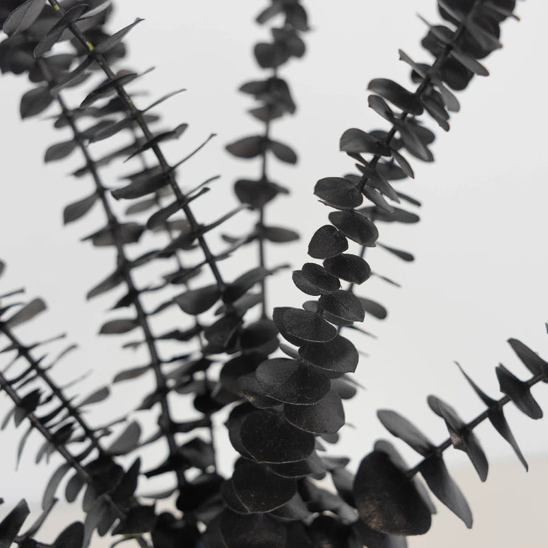 Tinted Black Metallic Baby Eucalyptus Close Up - Image