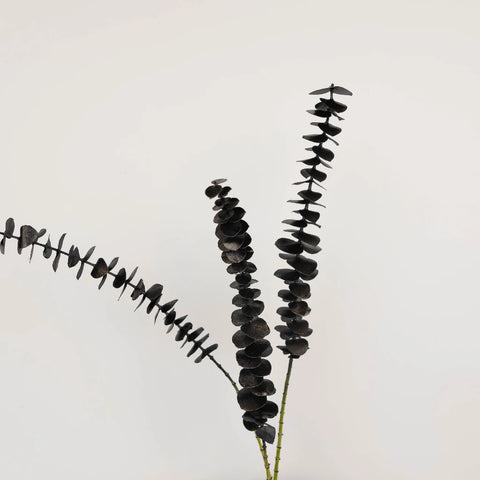 Tinted Black Metallic Baby Eucalyptus Stem - Image