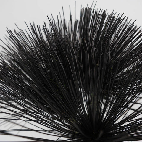 Tinted Black Papyrus Close Up - Image