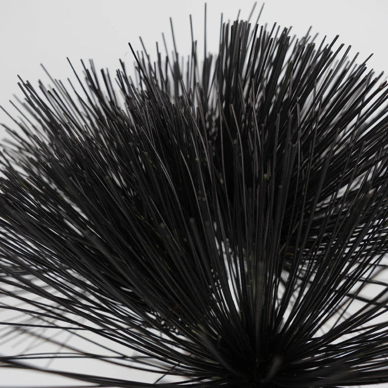 Tinted Black Papyrus Close Up - Image