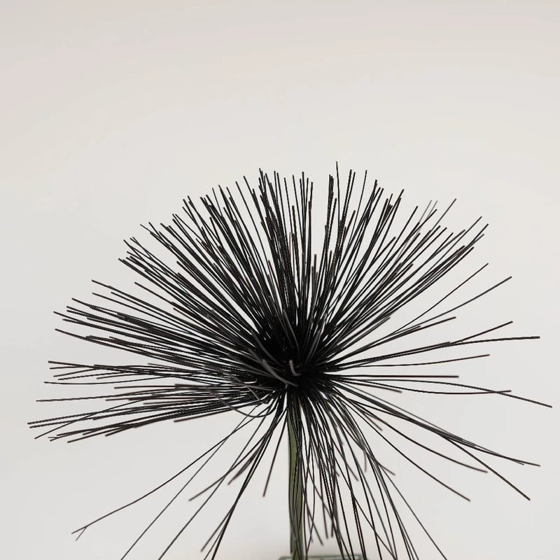 Tinted Black Papyrus Stem - Image