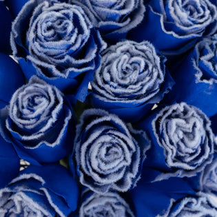 Tinted Blue Fuzzy Roses Close Up - Image