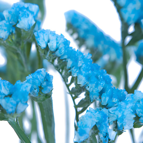 Malibu Blue Tinted Statice Flower