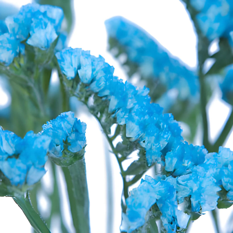 Malibu Blue Tinted Statice Flower