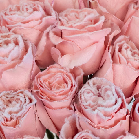 Tinted Blush Pink Fuzzy Roses Close Up - Image