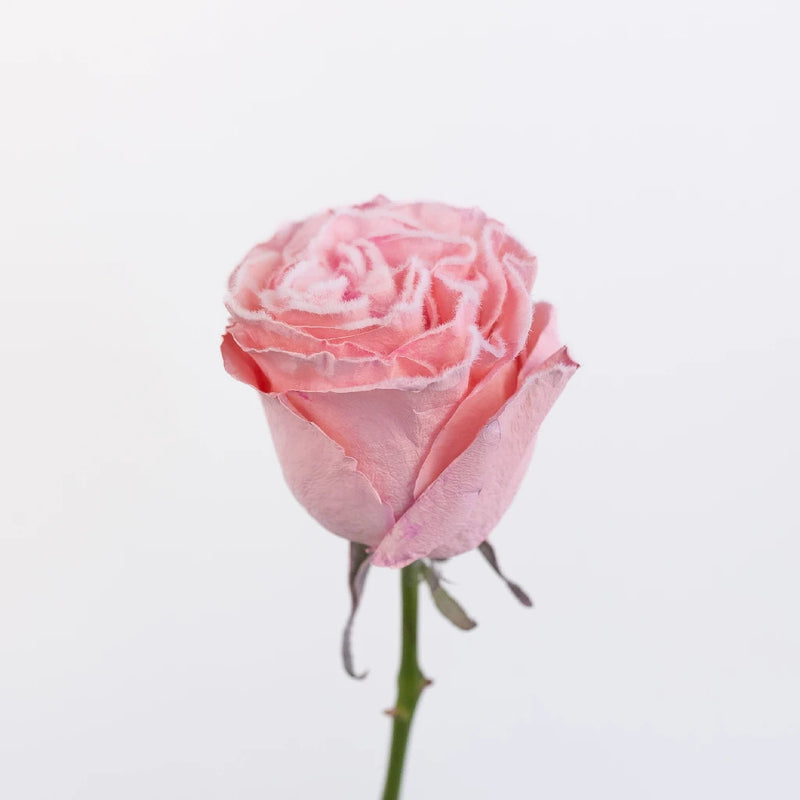 Tinted Blush Pink Fuzzy Roses Stem - Image