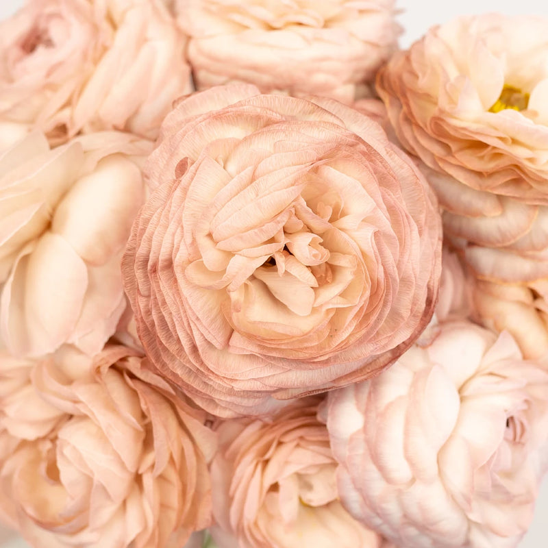 Tinted Brownie Ranunculus Close Up - Image