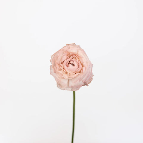 Tinted Brownie Ranunculus Stem - Image