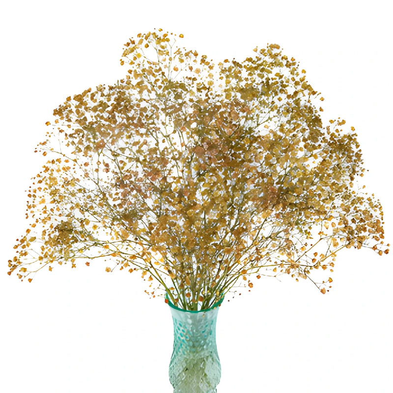 Champagne Tinted Baby's Breath Flower