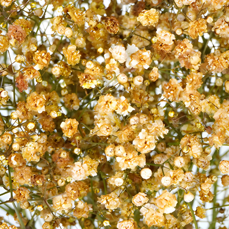 Champagne Tinted Baby's Breath Flower