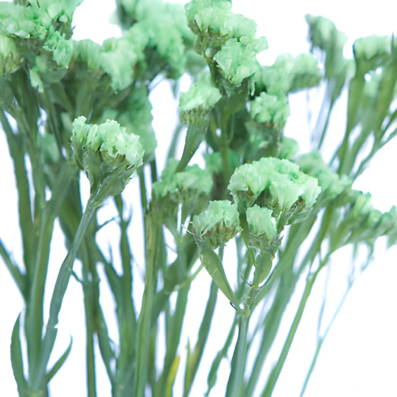 Lime Green Tinted Statice Flower