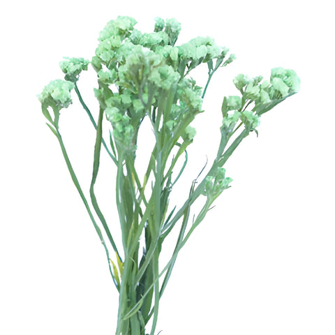 Lime Green Tinted Statice Flower