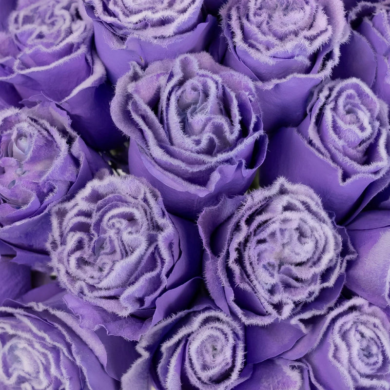 Tinted Lavender Fuzzy Roses Close Up - Image