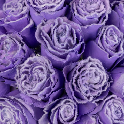 fuzzy lavender plant Buy Wholesale Tinted Lavender Fuzzy Roses in Bulk