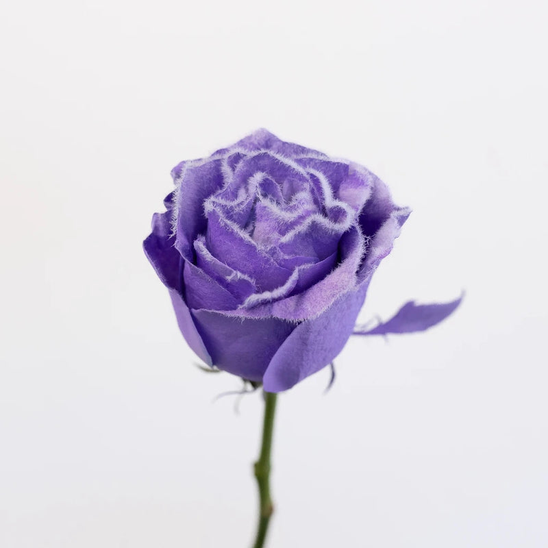 Tinted Lavender Fuzzy Roses Stem - Image