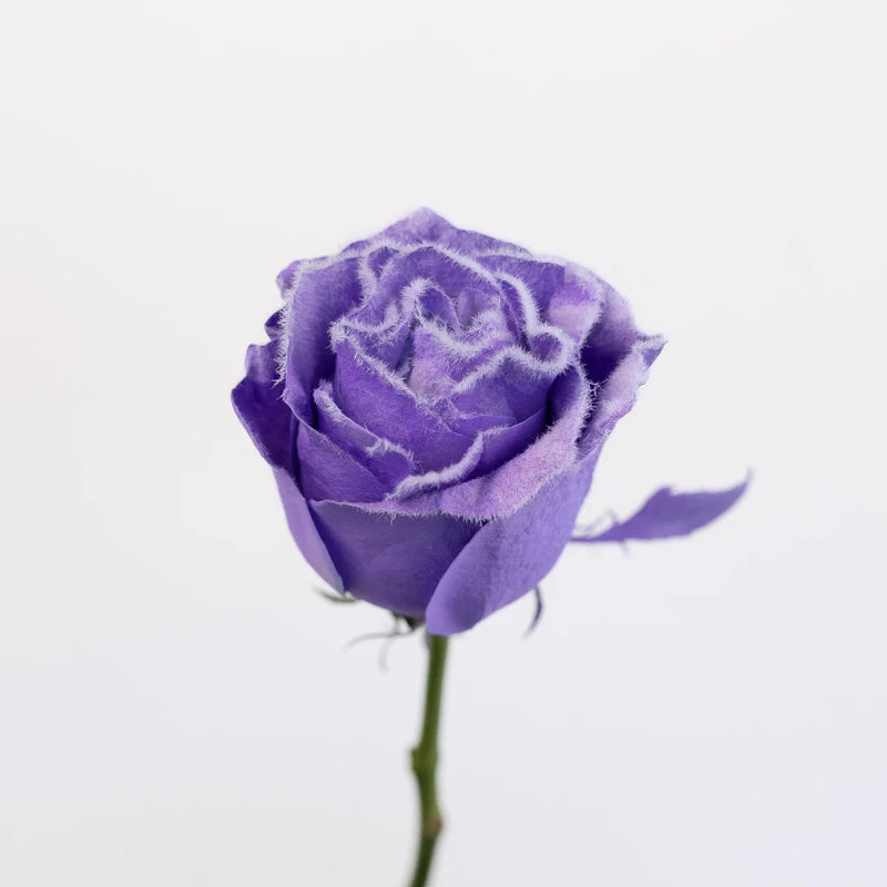 fuzzy lavender plant Buy Wholesale Tinted Lavender Fuzzy Roses in Bulk