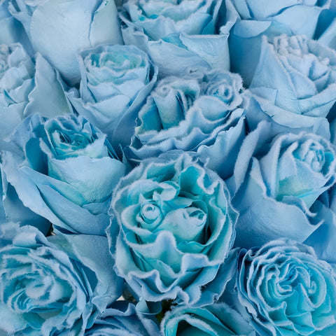 Tinted Light Blue Fuzzy Roses Close Up - Image