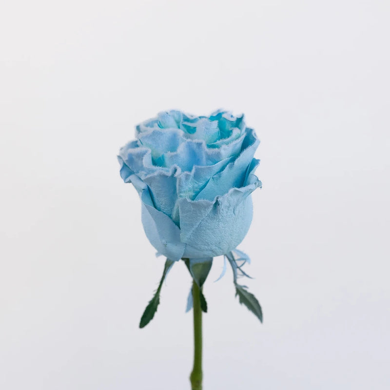 Tinted Light Blue Fuzzy Roses Stem - Image