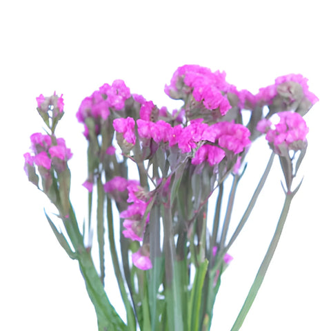 Mauve Pink Tinted Statice Flower