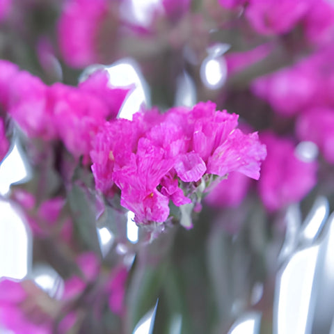 Mauve Pink Tinted Statice Flower