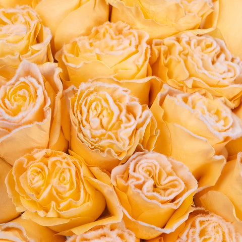 Tinted Peach Fuzzy Roses Close Up - Image