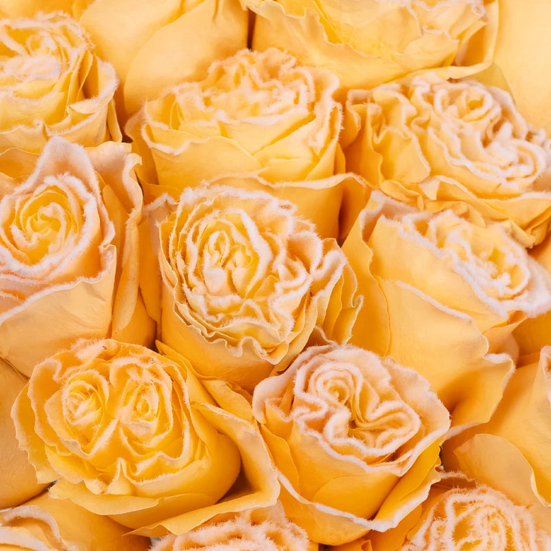 Tinted Peach Fuzzy Roses Close Up - Image