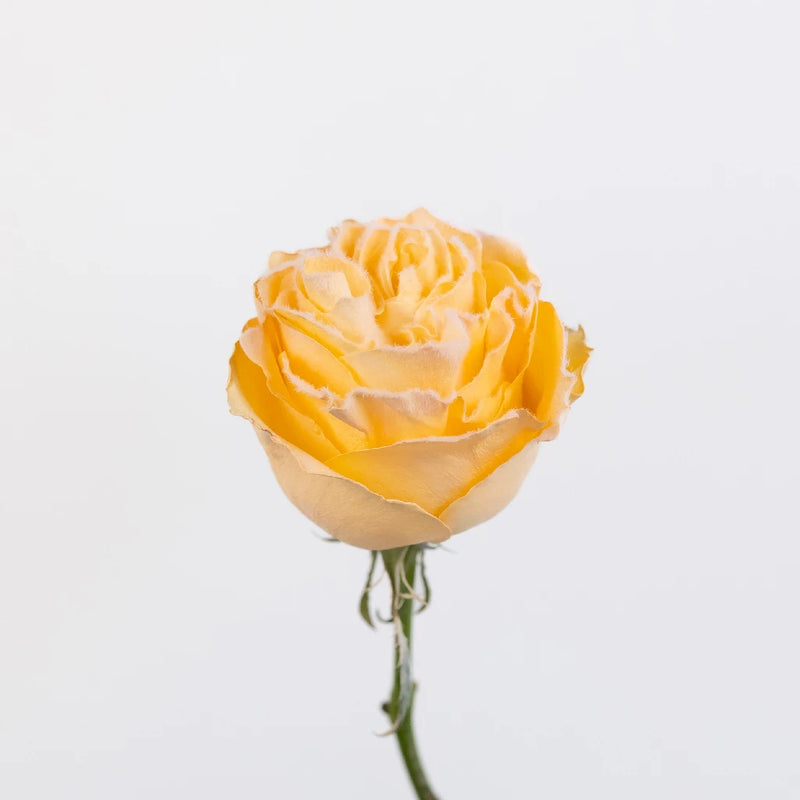 Tinted Peach Fuzzy Roses Stem - Image