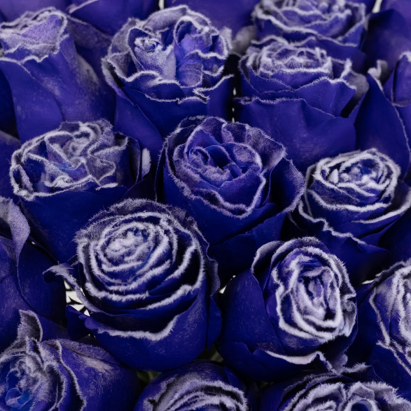 Tinted Purple Fuzzy Roses Close Up - Image