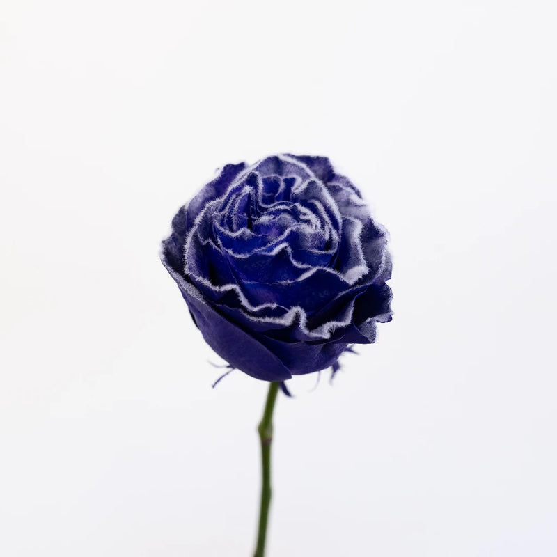 Tinted Purple Fuzzy Roses Stem - Image