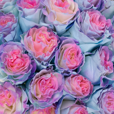 Tinted Rainbow Fuzzy Roses Close Up - Image
