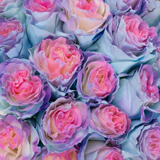 Tinted Rainbow Fuzzy Roses Close Up - Image