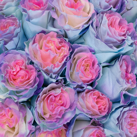 Tinted Rainbow Fuzzy Roses Close Up - Image