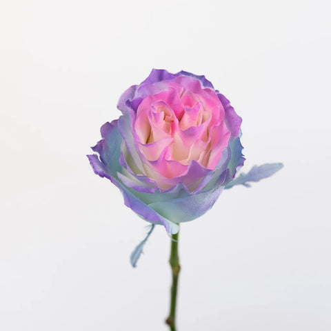 Tinted Rainbow Fuzzy Roses Stem - Image