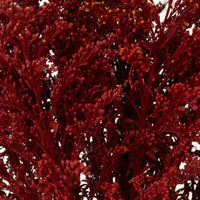 Tinted Red Estelle Solidago Filler Flowers Close Up - Image