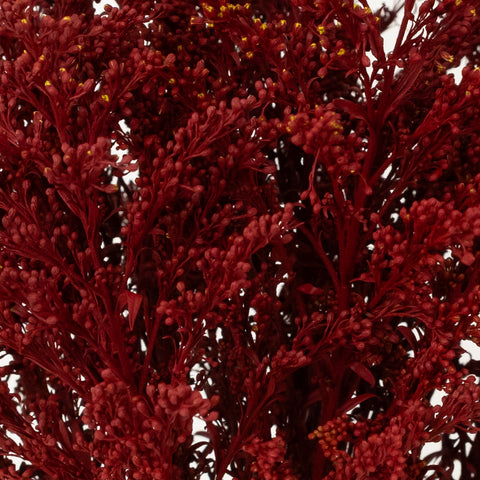 Tinted Red Estelle Solidago Filler Flowers Close Up - Image