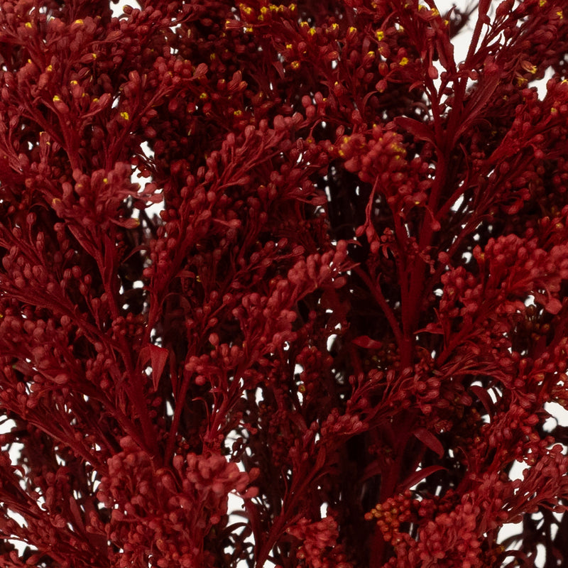 Tinted Red Estelle Solidago Filler Flowers Close Up - Image