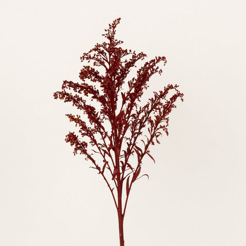 Tinted Red Estelle Solidago Filler Flowers Stem - Image