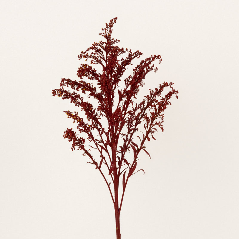 Tinted Red Estelle Solidago Filler Flowers Stem - Image