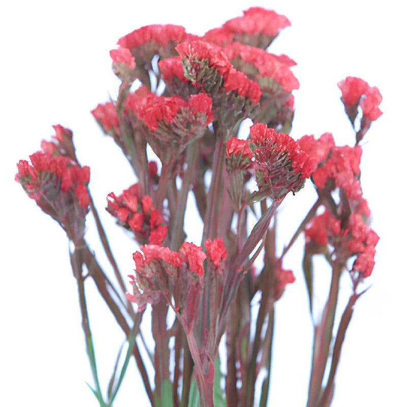 Red Tinted Statice Flower