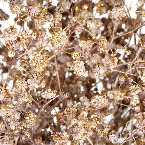 Rose Gold Tinted Baby's Breath Flower