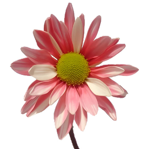 Red Bulk Tinted Daisy Flower