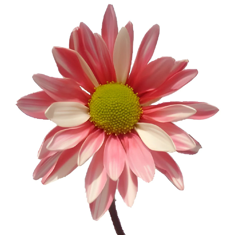 Red Bulk Tinted Daisy Flower