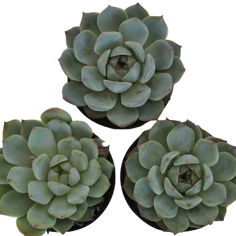 Smokey Gem Succulents