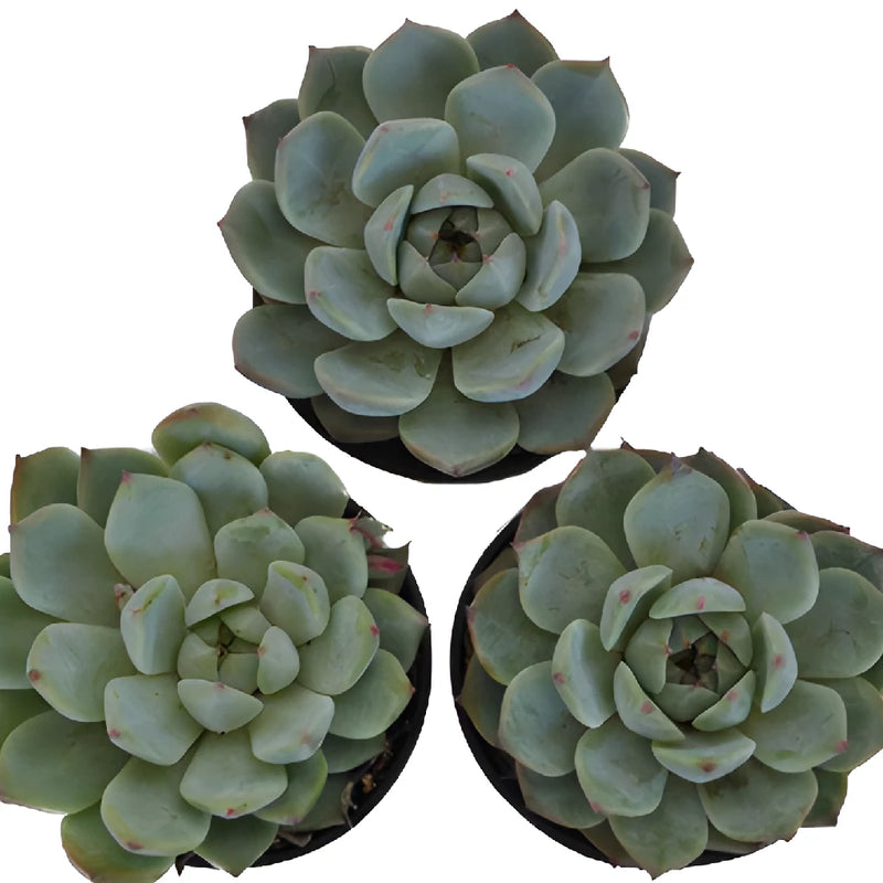 Smokey Gem Succulents