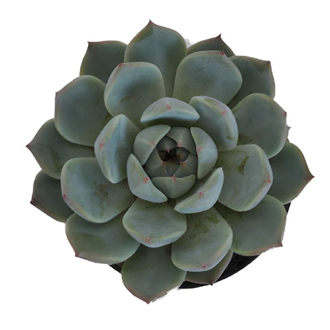 Smokey Gem Succulents