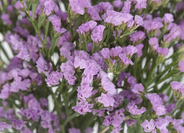 Tissue Culture Statice Lavender Flower Close Up - Image