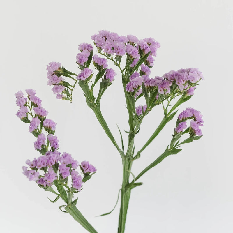 Tissue Culture Statice Lavender Flower Stem - Image